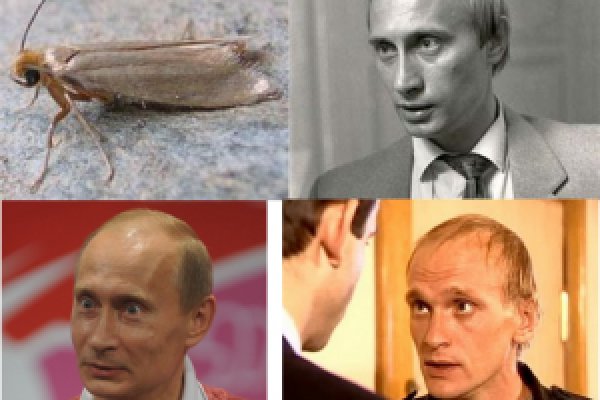 Кракен сайт ссылка онлайн