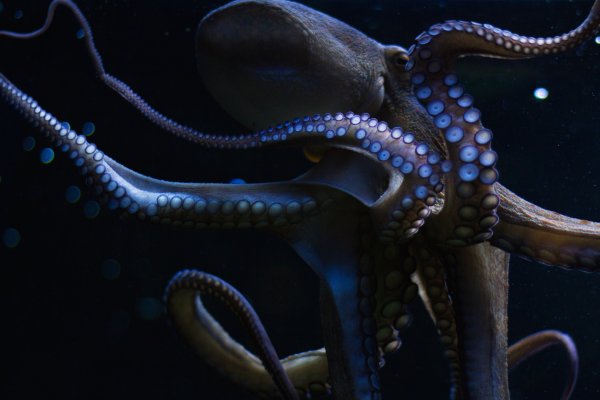 Площадка кракен kraken dark link